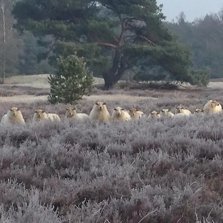 Op Het Vurige Ros